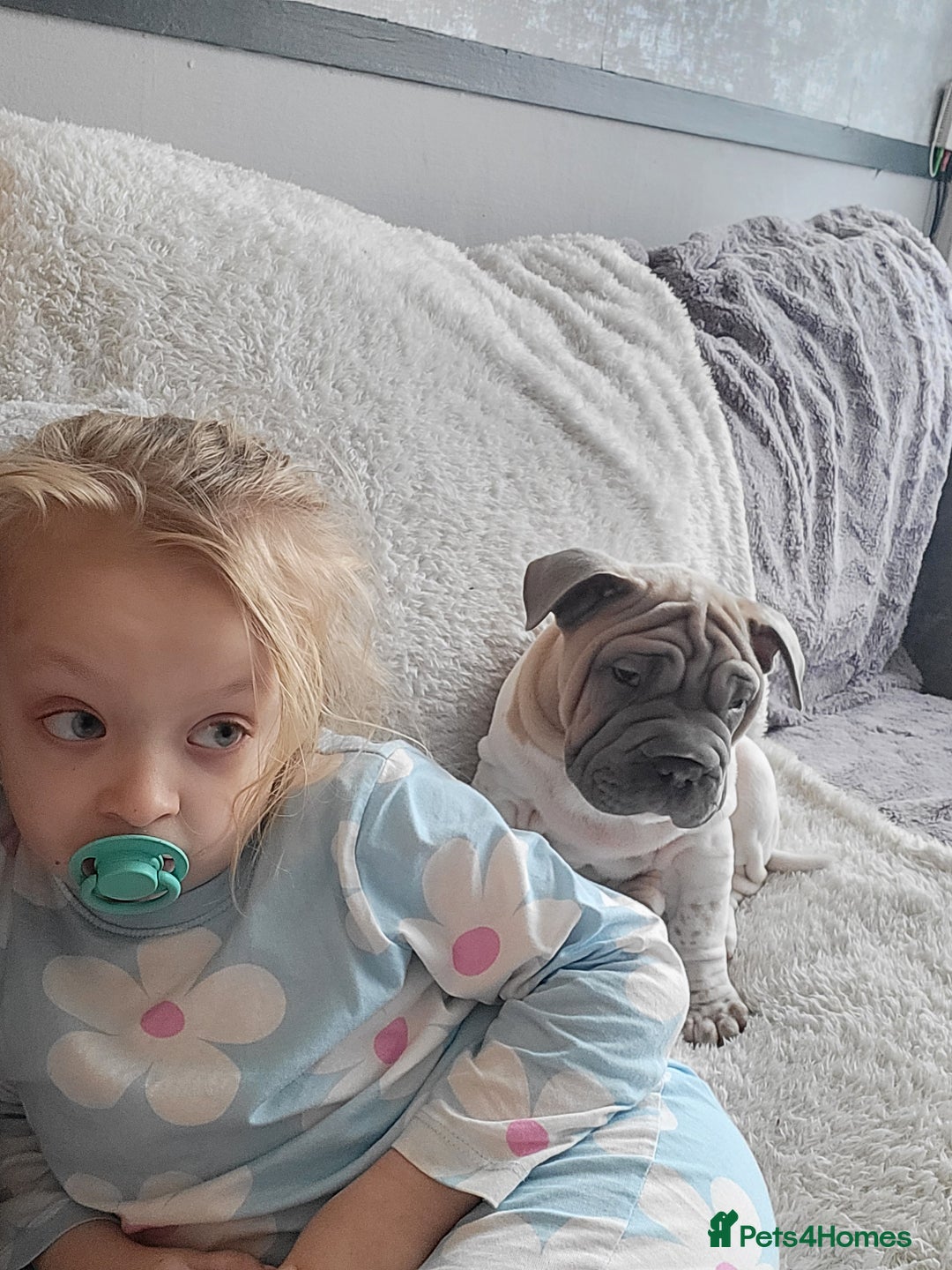 Mixed Breed dogs for sale: Male sher pei cross french bulldog  - Image 3