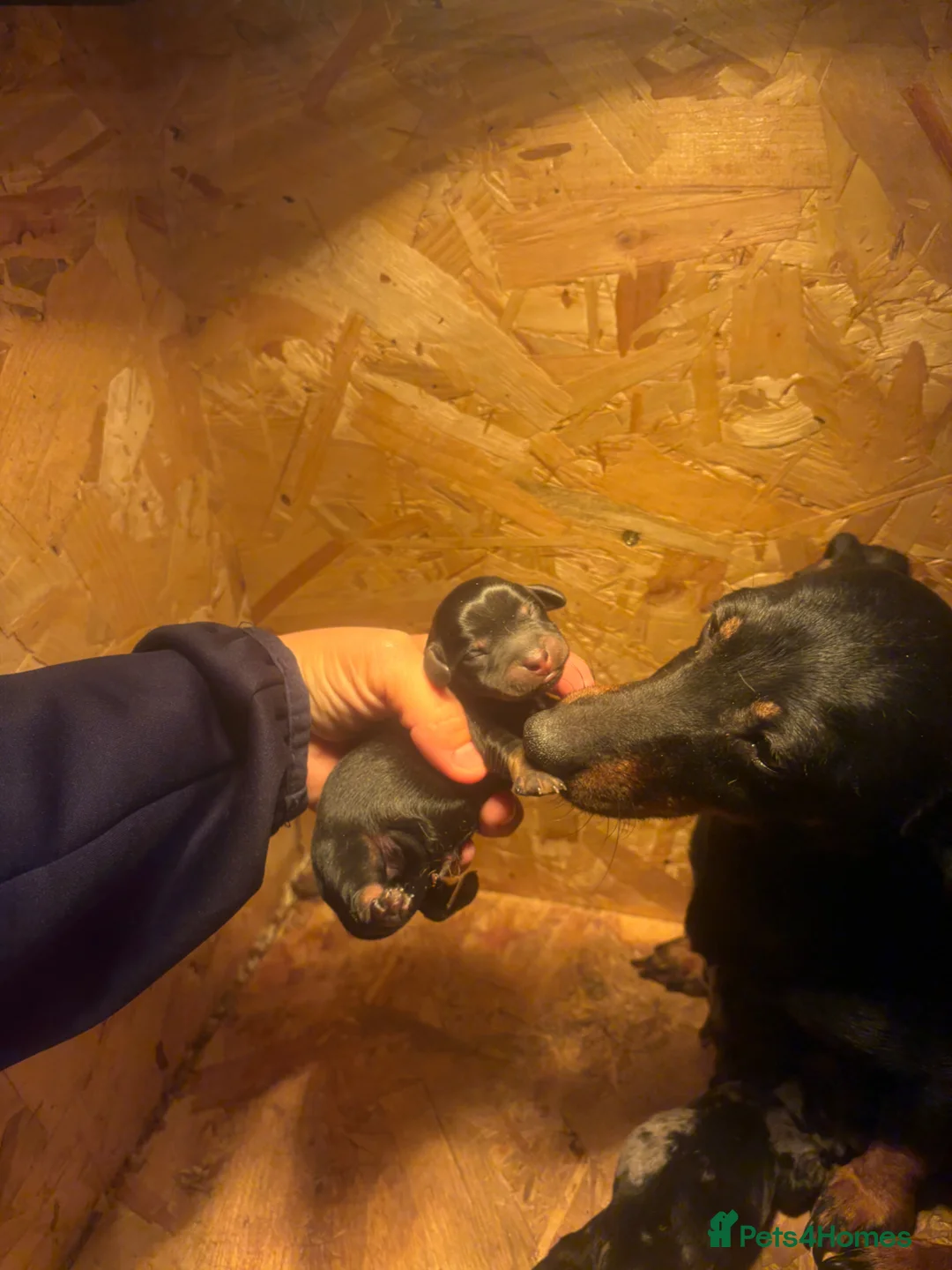 Miniature Dachshund dogs for sale: 🐶miniature dachshund puppies for sale🐶 in Chatham - Advert 2