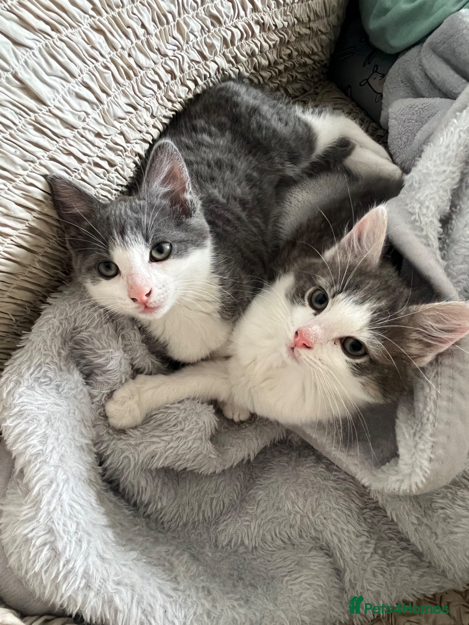 Mixed Breed cats 2 Male tabby kittens  - Advert 1