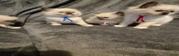 Ragdoll cats for sale: Ragdoll kittens ready to be reserved - Advert 17