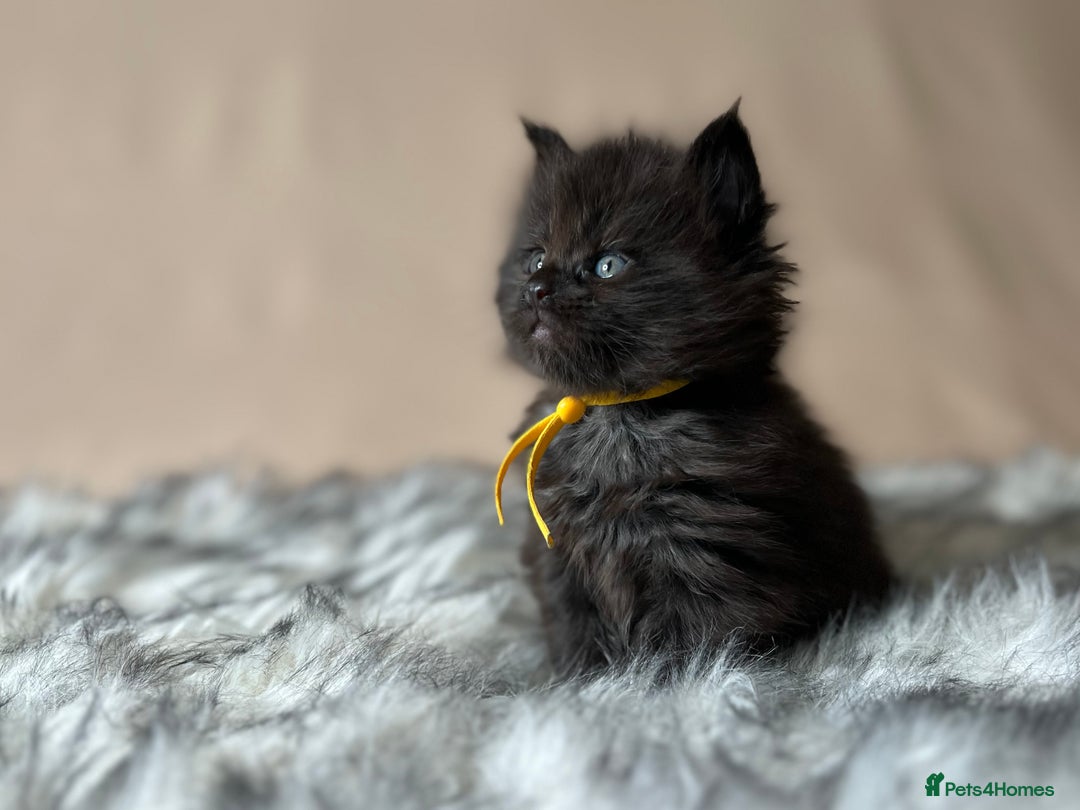 Maine Coon cats for sale: Maine coon kittens blue silver smoke rare colours - Advert 15