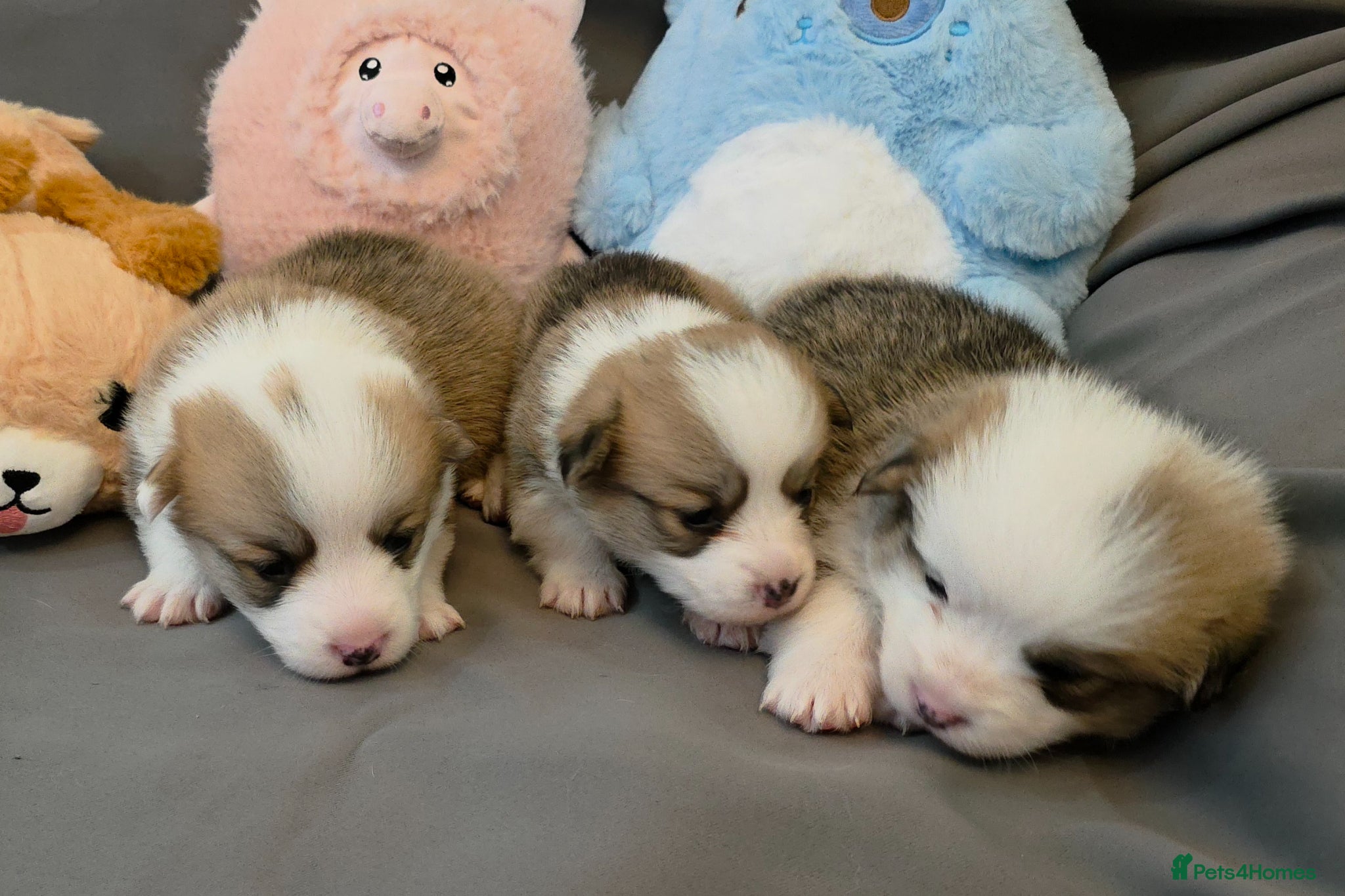 Welsh Corgi Pembroke dogs Corgi Puppies for Loving Homes – 1 Male, 2 Females - Advert 9
