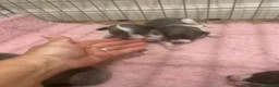 Whippet dogs for sale: Pedigree whippet puppies  in Crook - Advert 21