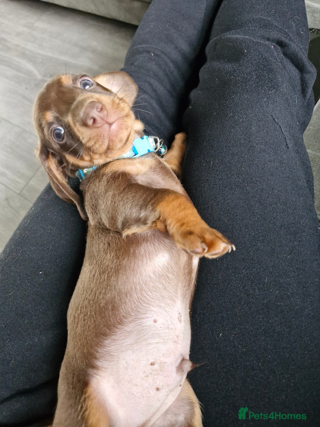 Miniature Dachshund dogs for sale: Miniature dachshund  - Image 28
