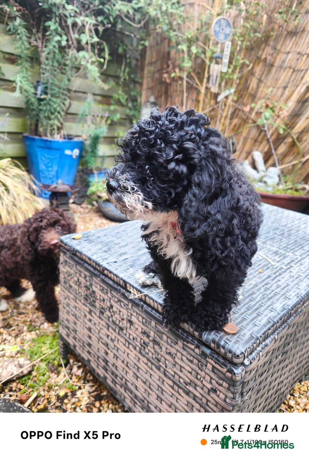 Cockapoo dogs for sale: Toy cockapoos READY NOW  - Image 25