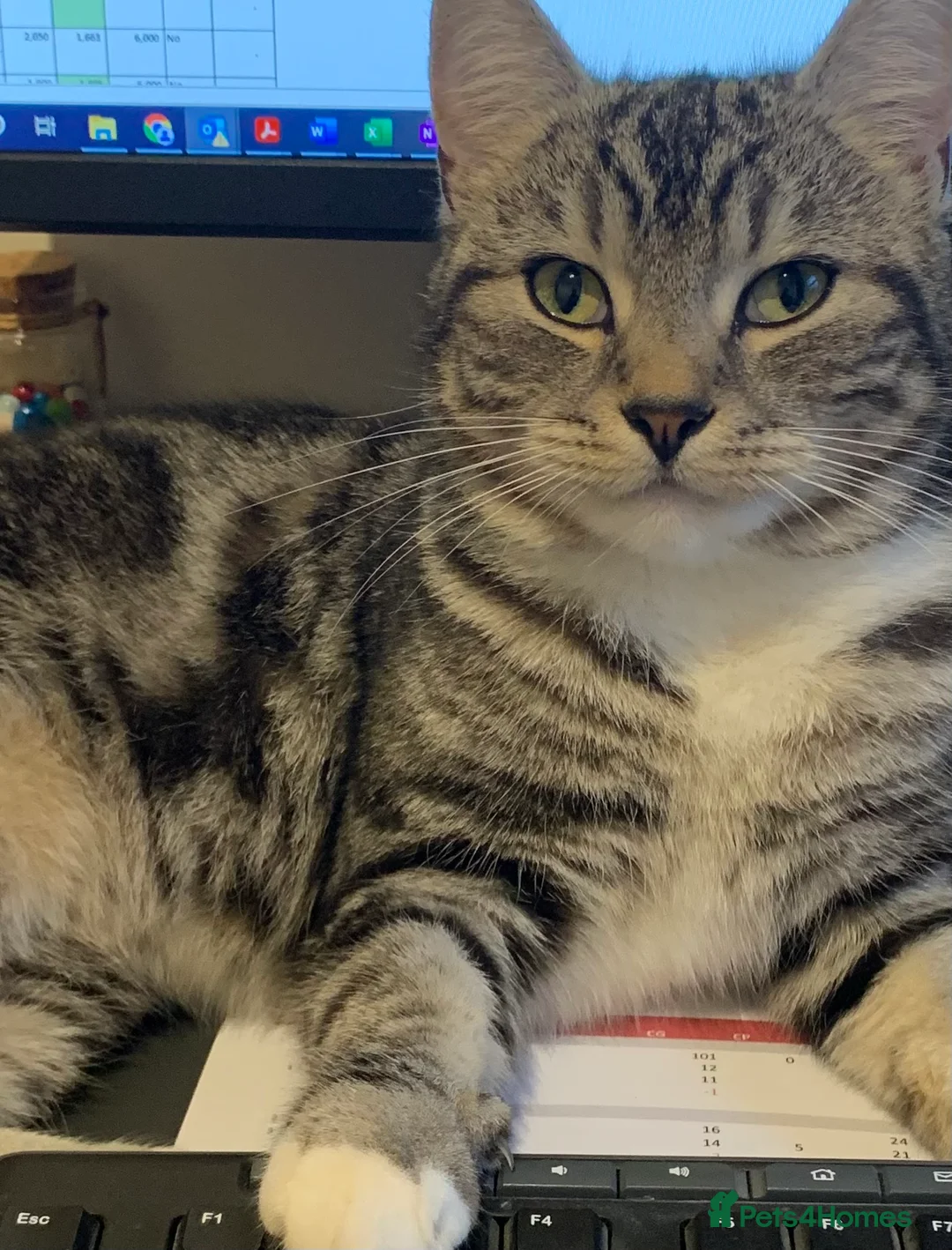 Mixed Breed cats for sale: Hunting cat  in Richmond - Advert 1