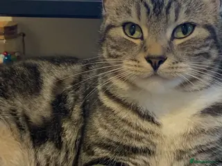 Mixed Breed cats Hunting cat in Richmond - Advert 1