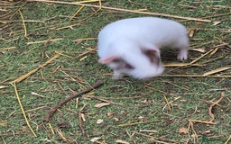 Guinea Pig rodents for sale: baby guinea pigs - Image 5