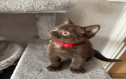 British Shorthair cats for sale: British shorthair kitten - Image 7