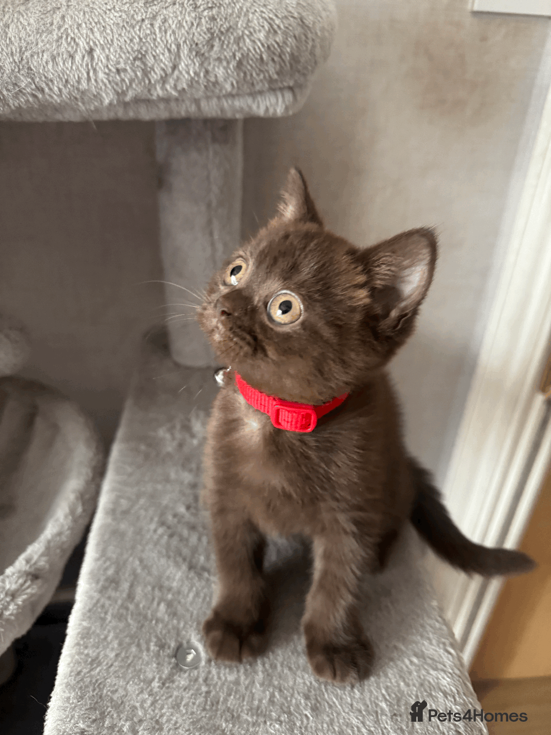 British Shorthair cats for sale: British shorthair kitten - Image 7