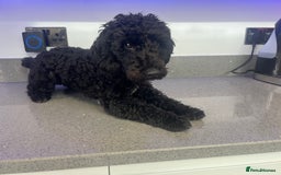 Toy Poodle dogs for stud: Stunning Stud Available  - Image 4