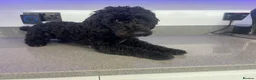 Toy Poodle dogs for stud: Stunning proven Stud Available  - Advert 4