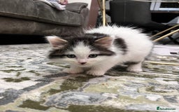 Ragdoll cats for sale: 2 half ragdoll kittens - 1 male 1 female - Image 5