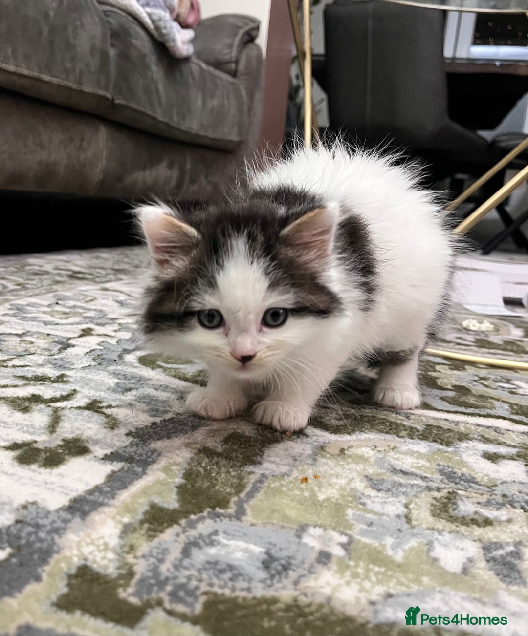 Ragdoll cats for sale: 2 half ragdoll kittens - 1 male 1 female - Image 5