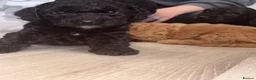 Cockapoo dogs for sale: 7 Beautiful F1 Cockapoo Puppies  - Advert 3
