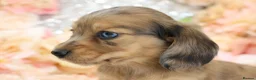Miniature Dachshund dogs for sale: KC Longhair Miniature Dachshund Puppies - Advert 7