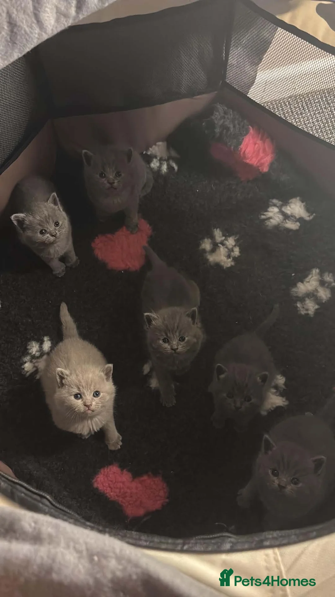 British Shorthair cats for sale: British shorthair kitten looking new home ❤️ - Advert 7