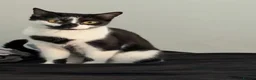 Mixed Breed cats for sale: Female cat (3) male cat (8months) - Advert 5