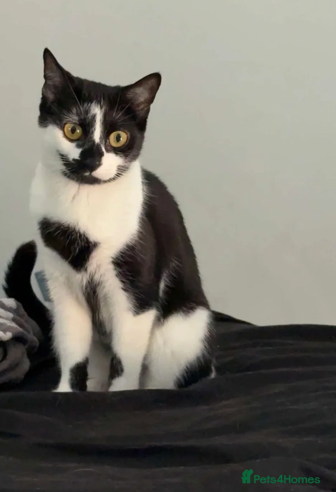 Mixed Breed cats for sale: Female cat (3) male cat (8months) - Advert 5