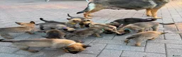 Belgian Shepherd Dog dogs for sale: BELGIAN MALINOIS PUPPIES – READY NOW! Birmingham - Advert 4