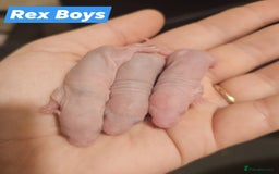 Rat rodents for sale: Baby Rats ~ Rex, Double Rex, Smooth and Dumbo - Image 2
