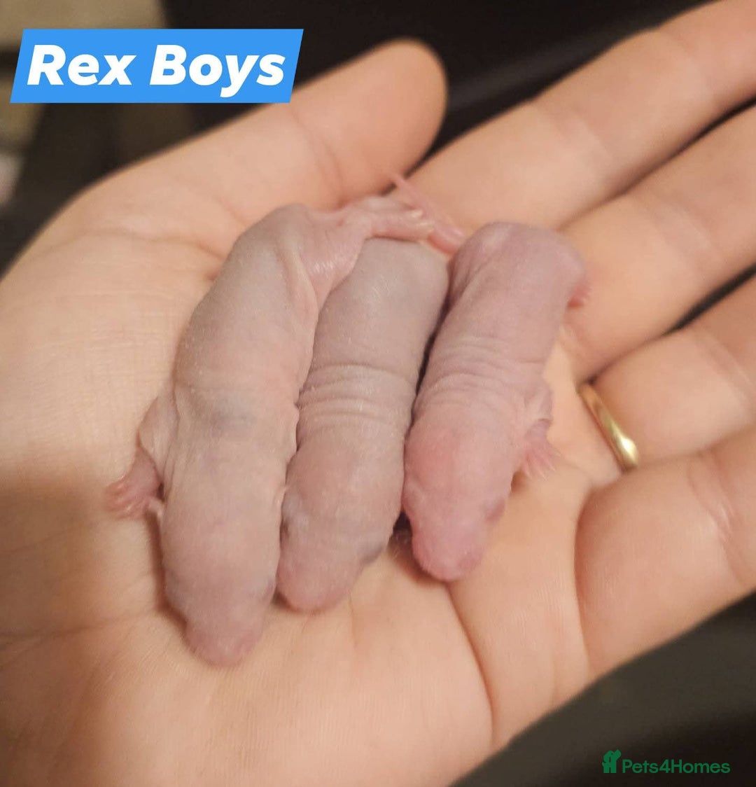 Rat rodents for sale: Baby Rats ~ Rex, Double Rex, Smooth and Dumbo - Image 2