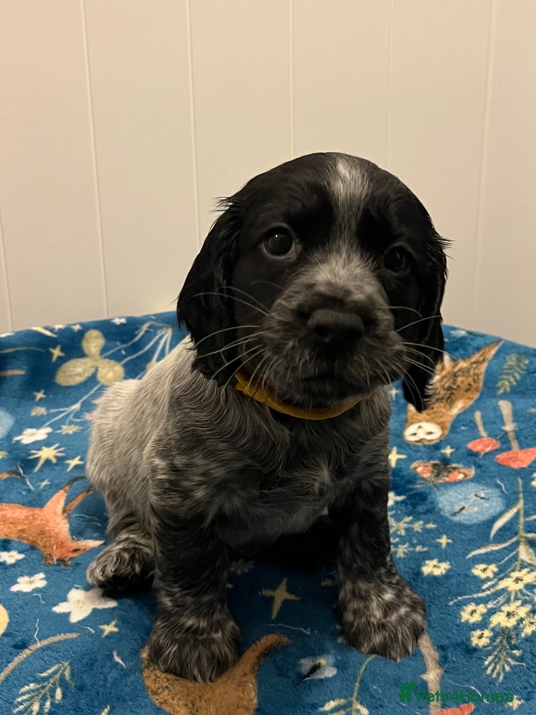 Cocker Spaniel dogs for sale: Working Cocker Spaniel Puppy - Advert 8