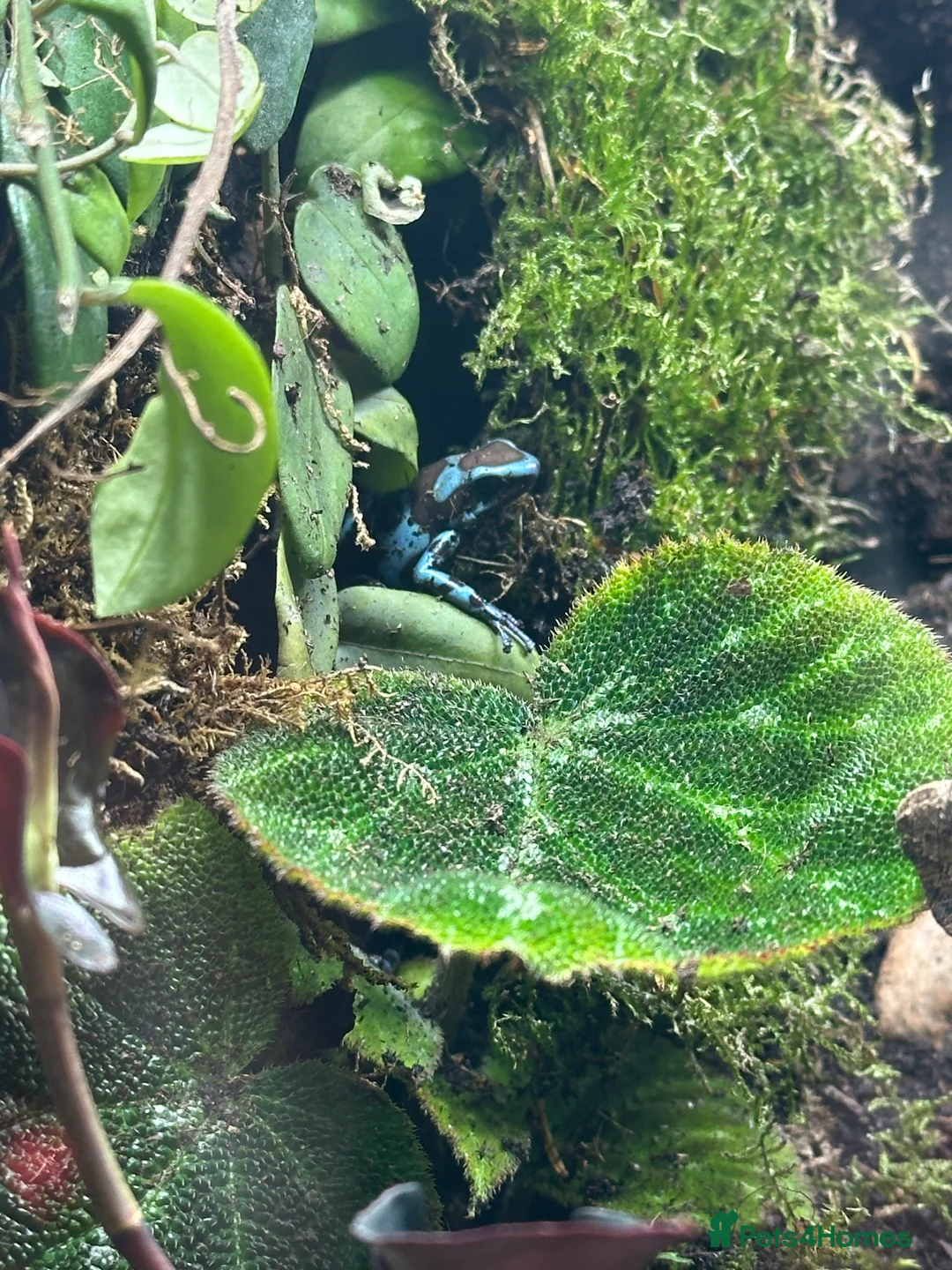 Frog reptiles for sale: Dart frogs and full bio-active set up  - Advert 1