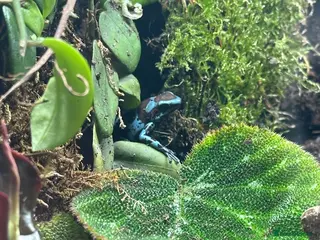 Frog reptiles Dart frogs and full bio-active set up - Advert 1