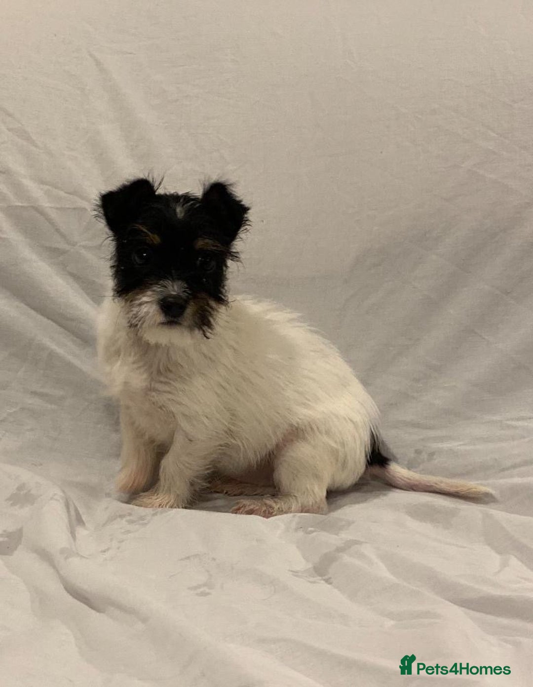 Mixed Breed dogs for sale: Here I Have Too Beautiful jack Russell boys - Advert 5