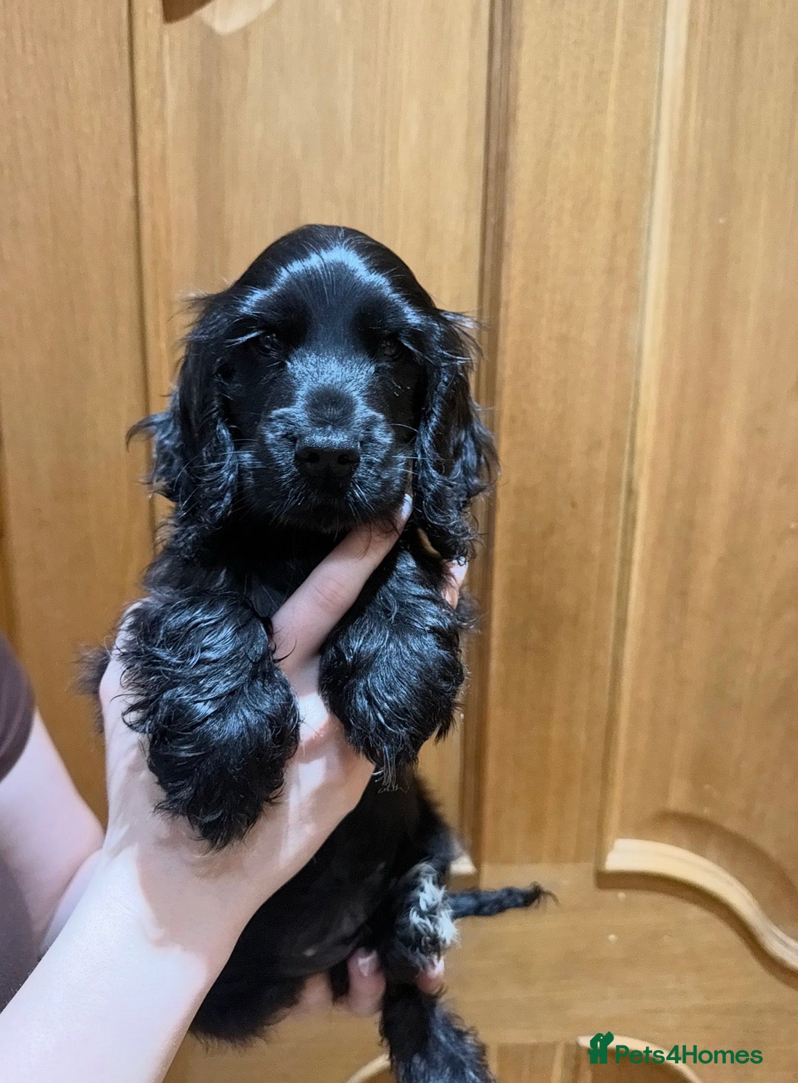 Cocker Spaniel dogs for sale: ONE GIRL Ready now show cocker spaniel puppies  - Advert 18