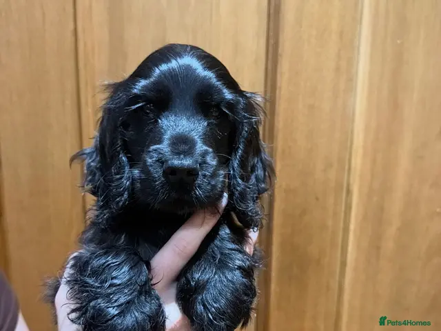 Cocker Spaniel dogs for sale: ONE GIRL Ready now show cocker spaniel puppies - Advert 18