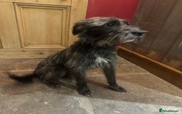 Mixed Breed dogs for sale: Borris small lurcher type dog - Advert 1