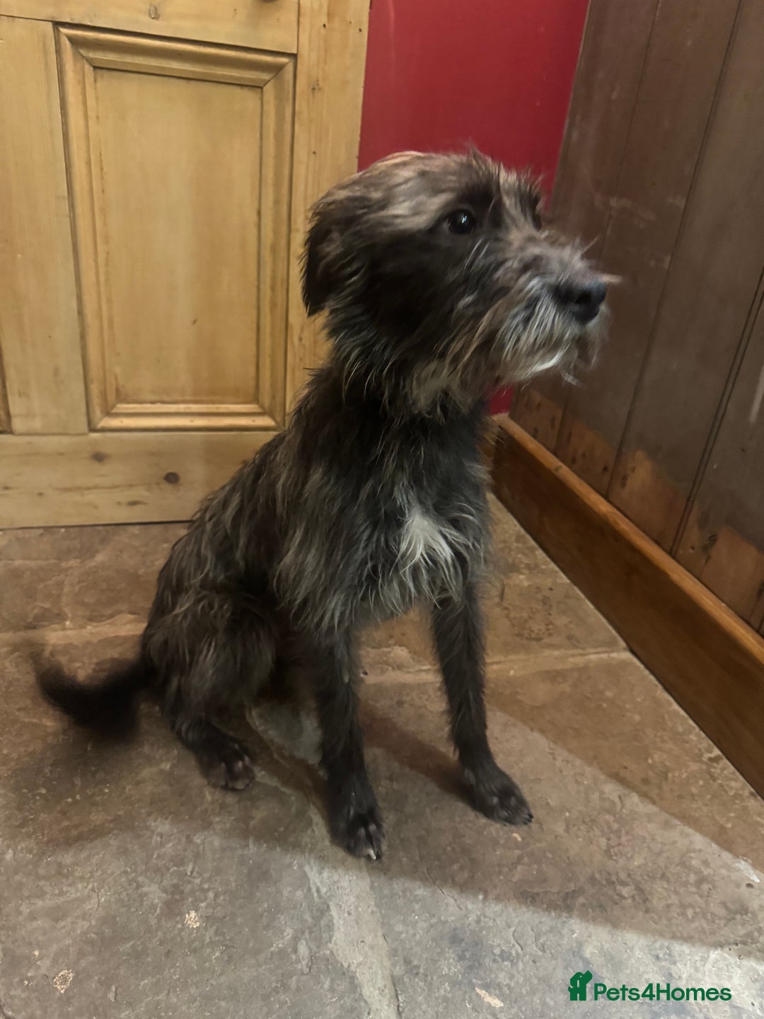 Mixed Breed dogs for sale: Borris small lurcher type dog - Advert 1