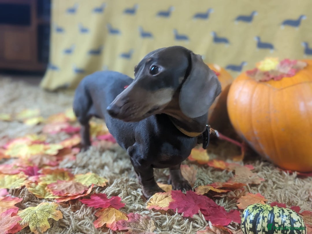 Miniature Dachshund dogs for stud: kc reg.. fully health tested miniature dachshund in Wrexham - Advert 2