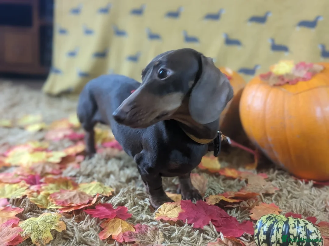 Miniature Dachshund dogs for stud: kc reg.. fully health tested miniature dachshund in Wrexham - Advert 2