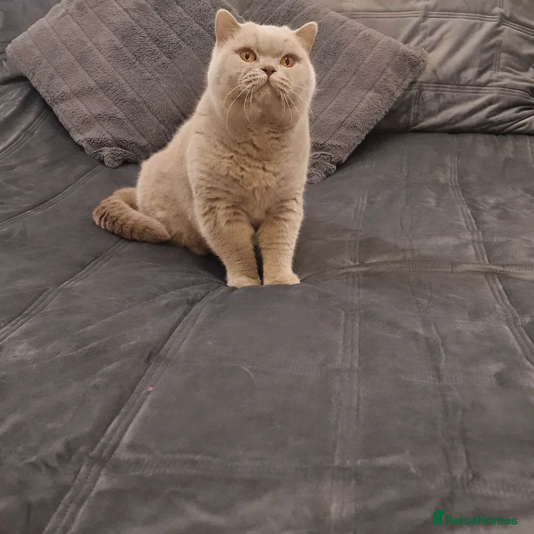 British Shorthair cats for stud: 🌟Exclusive Import ⭐World-Class Type🌟 - Advert 19