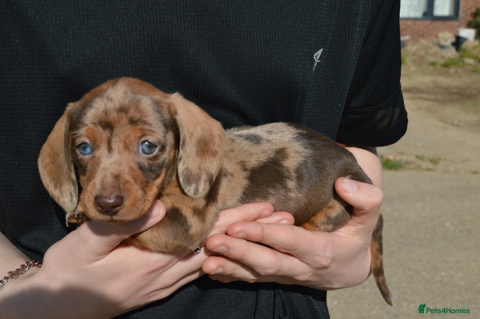 Miniature Dachshund dogs Beautiful Miniature Dachshund PuppiesSmooth Coated - Advert 12