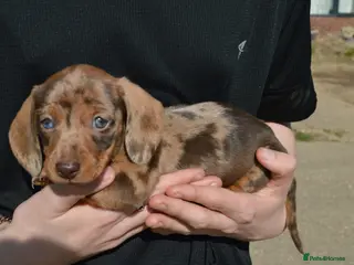 Miniature Dachshund dogs Beautiful Miniature Dachshund PuppiesSmooth Coated - Advert 12