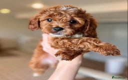 Cavapoo dogs for sale: Beautiful Cavapoo puppies! - Image 4