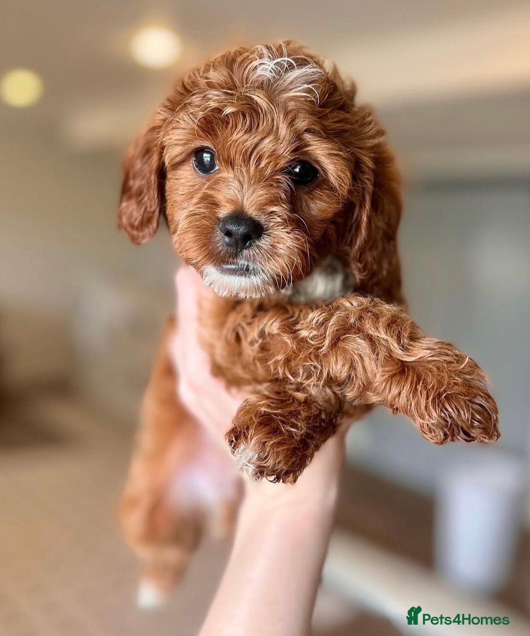 Cavapoo dogs for sale: Beautiful Cavapoo puppies! - Image 4