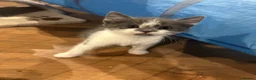 Mixed Breed cats for sale: Playful kittens for sale - Advert 14