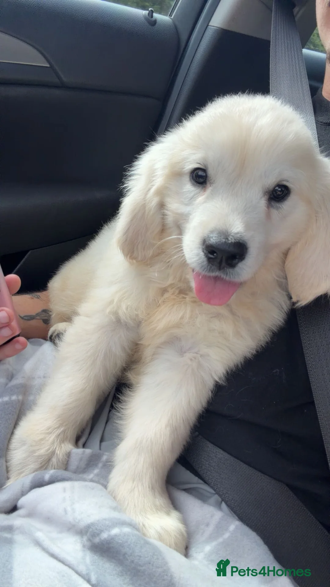 Golden Retriever dogs for sale: 10 week puppy - Advert 2