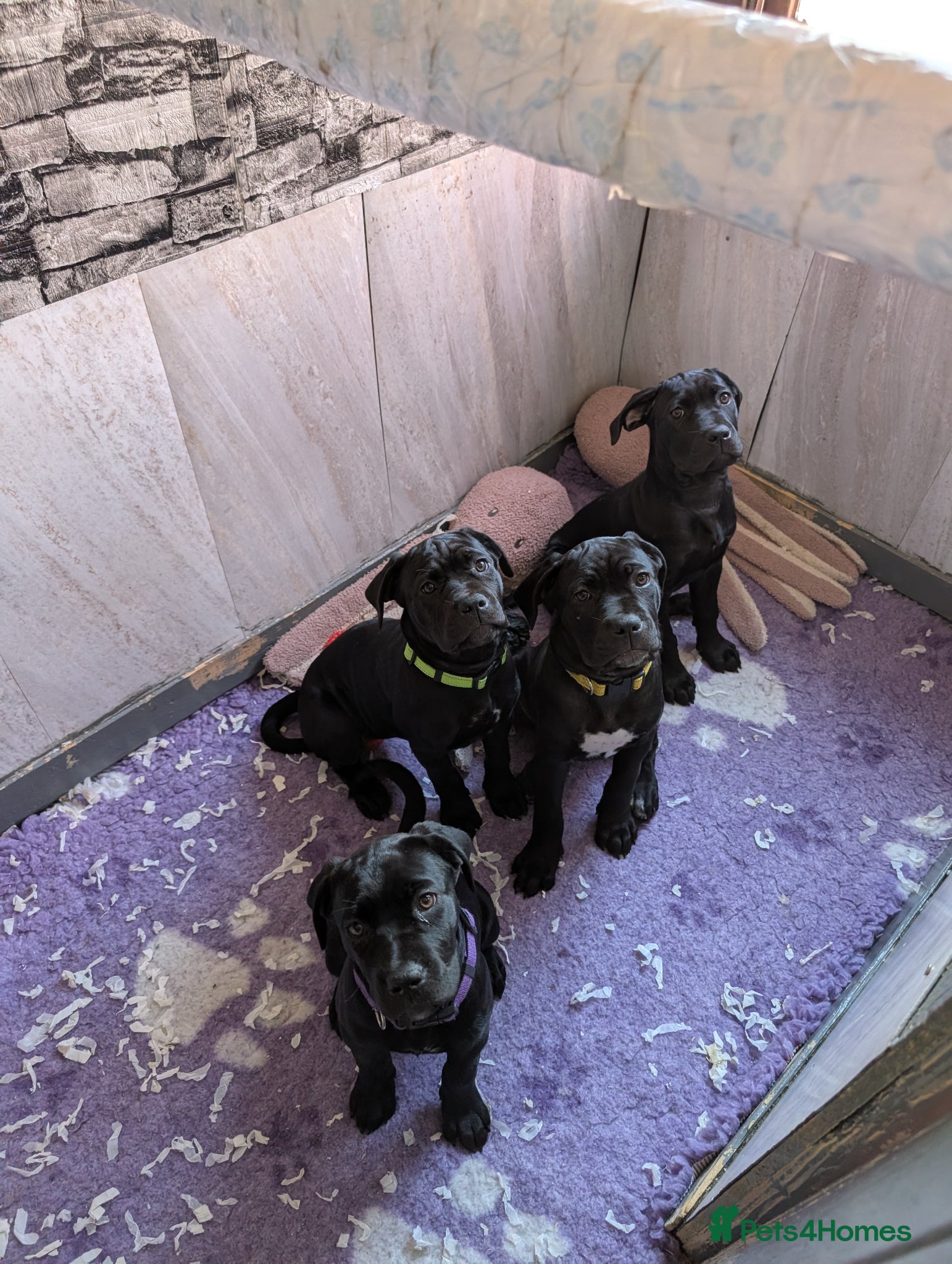 Cane Corso dogs Black female cane corsos puppies  - Advert 16