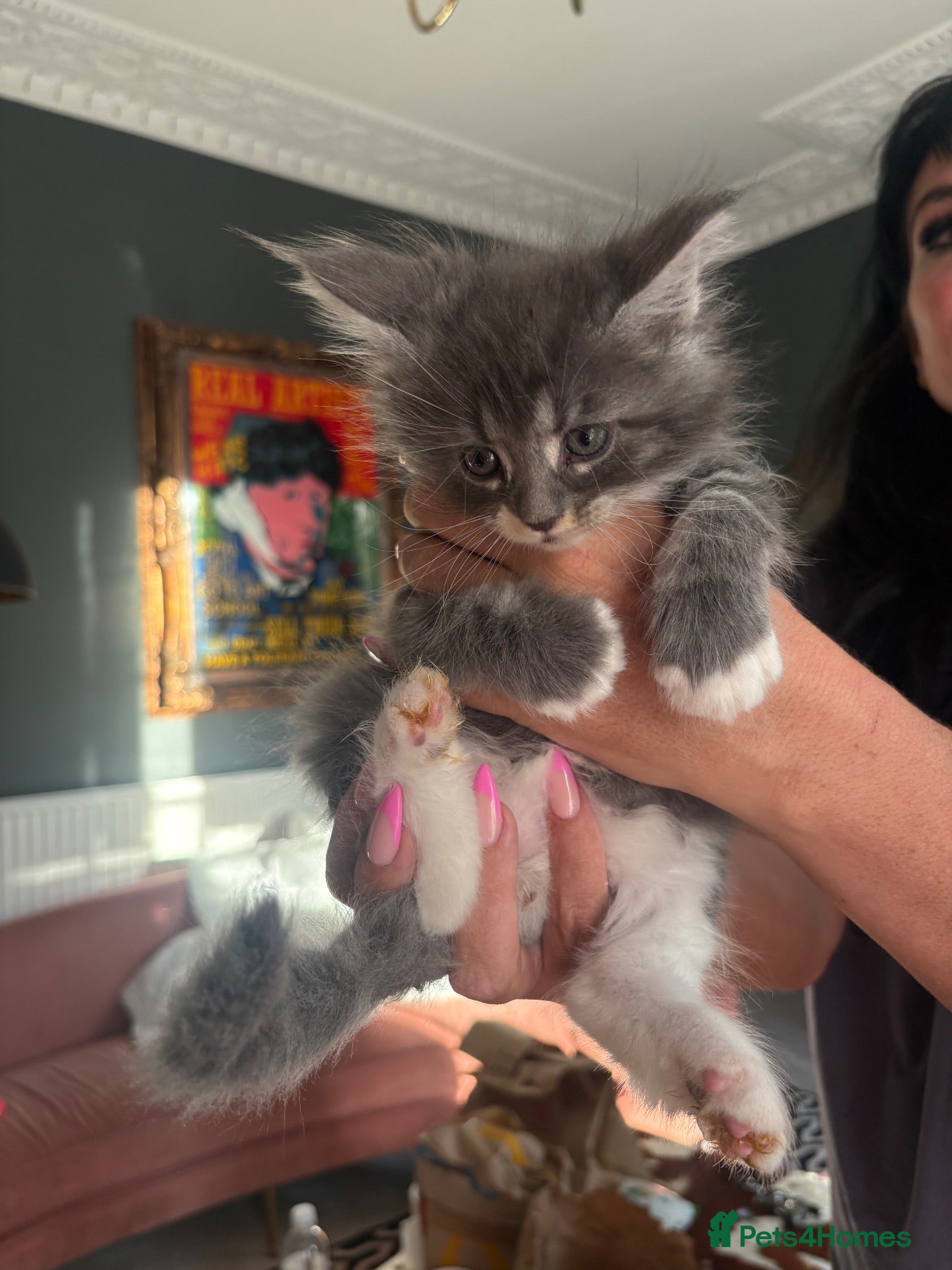 Maine Coon cats Bicolour blue white beautiful boy 10 weeks today - Advert 1
