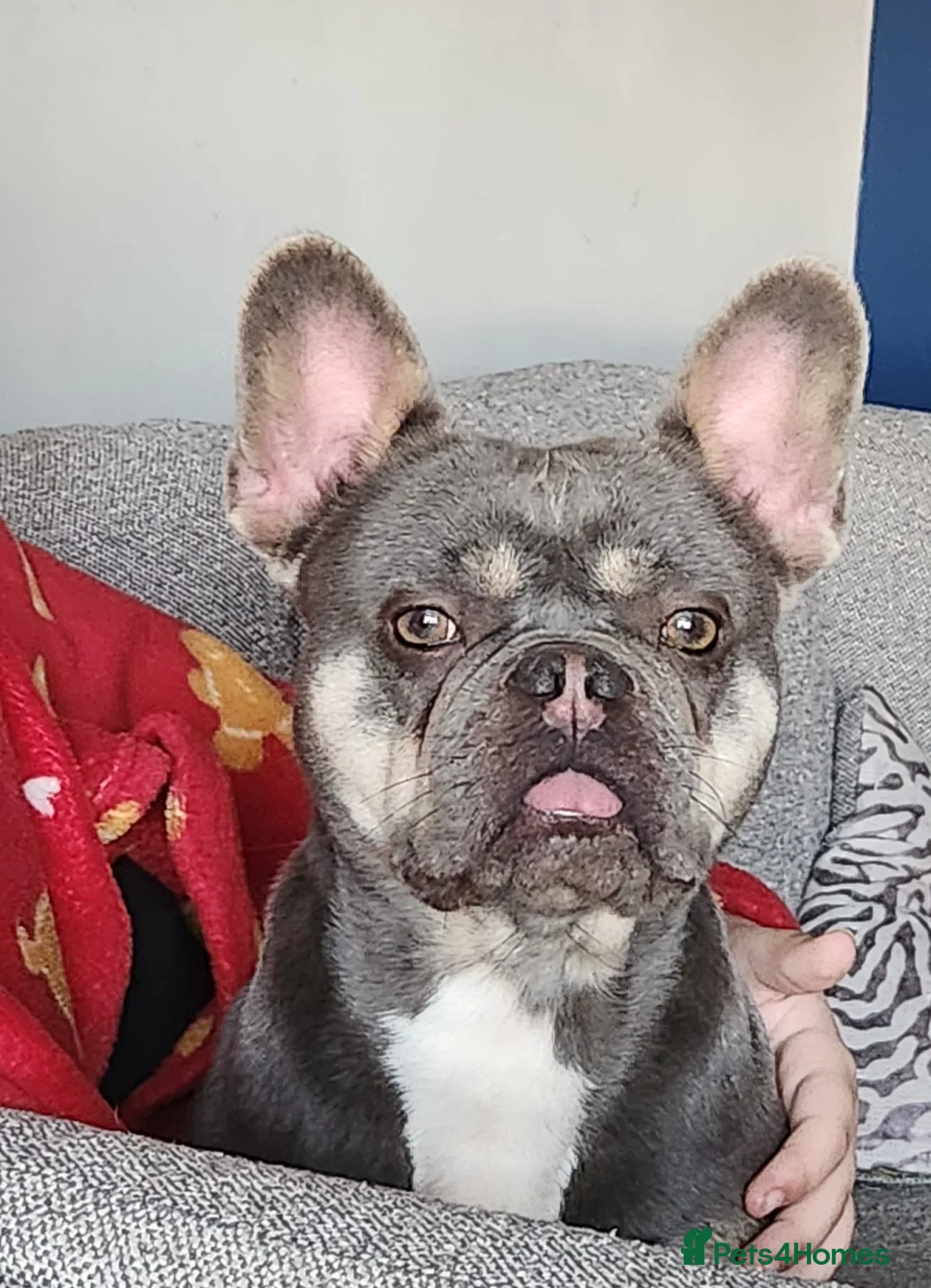 French Bulldog dogs for sale: 4 year old KC Reg French bulldog  - Advert 1