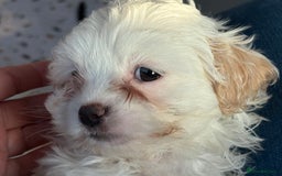 Mixed Breed dogs for sale: Hypoallergenic teddy puppies  in Lincoln - Image 1