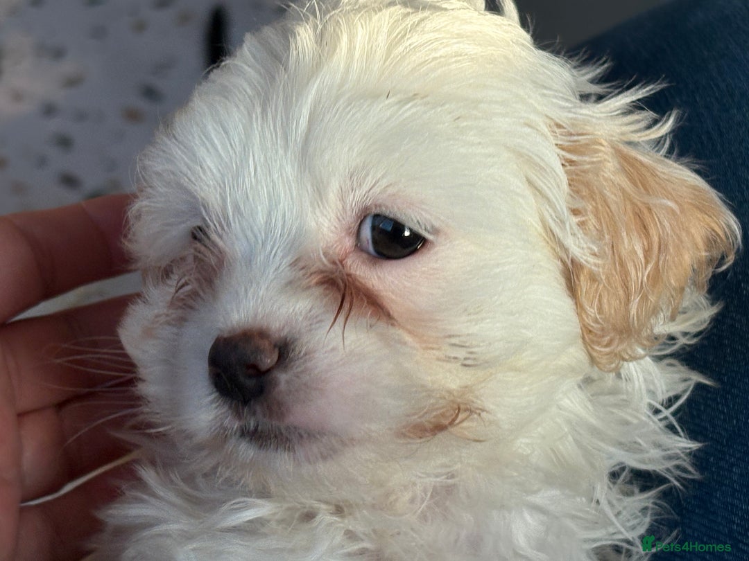 Mixed Breed dogs for sale: Hypoallergenic teddy puppies  in Lincoln - Image 1