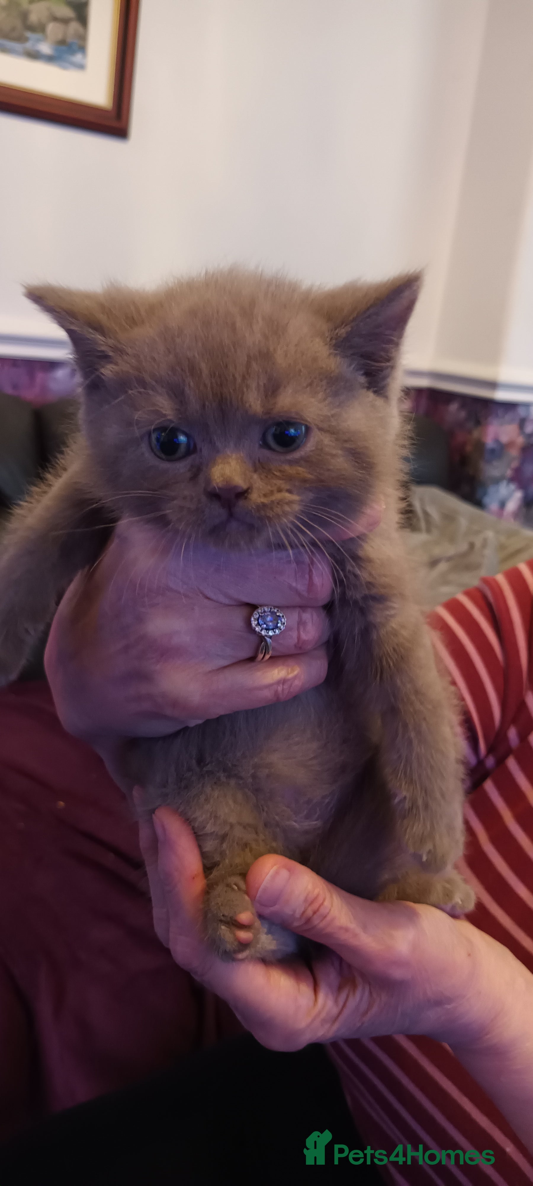 British Shorthair cats British shorthair - Advert 1