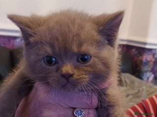 British Shorthair cats British shorthair - Advert 1